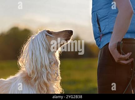 Uomo che si allena con il suo cane afgano Hound nella natura, retroilluminato Foto Stock