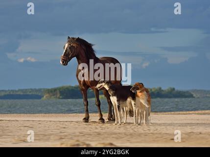 Due cani borzoi russi colorati con un grande cavallo in piedi sullo sfondo del lago Foto Stock