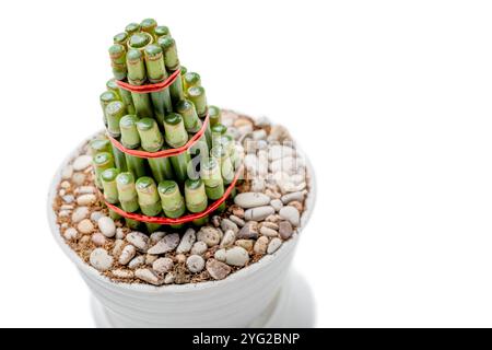 Bambù cinese (Dracaena sanderiana) su vaso bianco isolato su sfondo bianco. Decorazione cinese o lunare per il nuovo anno Foto Stock