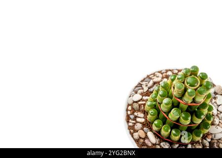 Bambù cinese (Dracaena sanderiana) su vaso bianco isolato su sfondo bianco. Decorazione cinese o lunare per il nuovo anno Foto Stock