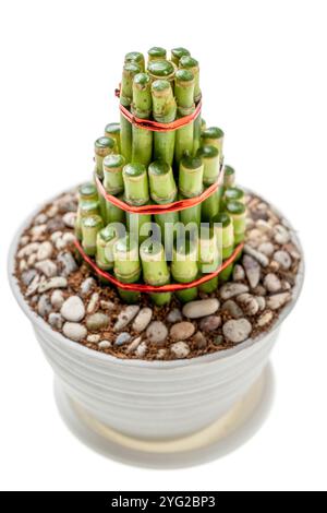 Bambù cinese (Dracaena sanderiana) su vaso bianco isolato su sfondo bianco. Decorazione cinese o lunare per il nuovo anno Foto Stock