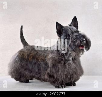 Bellissimo Scotch terrier nero su sfondo grigio Foto Stock