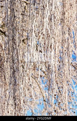 La betulla sospesa ghiacciata ravviva una fredda giornata invernale soleggiata Foto Stock