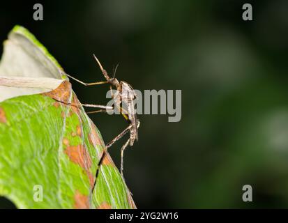 Zanzara Psorophora howardii insetto natura West Nile virus Ross River Fever Zika malaria. Foto Stock