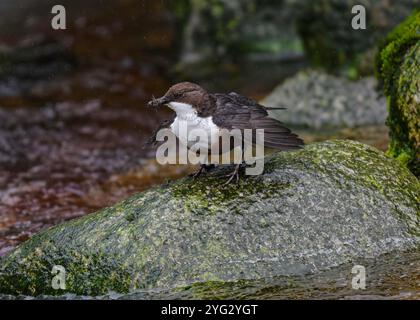 Dipper (Cinclus cinclus gularis), con mozzi nel becco, Kinharvie Burn, Dumfries, SW Scotland, aprile 2024 Foto Stock