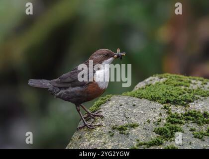 Dipper (Cinclus cinclus gularis), con mozzi nel becco, Kinharvie Burn, Dumfries, SW Scotland, aprile 2024 Foto Stock