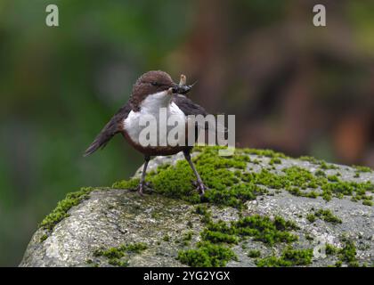 Dipper (Cinclus cinclus gularis), con mozzi nel becco, Kinharvie Burn, Dumfries, SW Scotland, aprile 2024 Foto Stock