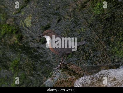 Dipper (Cinclus cinclus gularis), con mozzi nel becco, Kinharvie Burn, Dumfries, SW Scotland, aprile 2024 Foto Stock