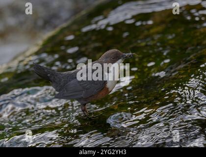 Dipper (Cinclus cinclus gularis), con mozzi nel becco, Kinharvie Burn, Dumfries, SW Scotland, aprile 2024 Foto Stock