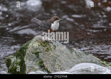 Dipper (Cinclus cinclus gularis), con mozzi nel becco, Kinharvie Burn, Dumfries, SW Scotland, aprile 2024 Foto Stock