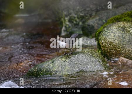 Dipper (Cinclus cinclus gularis), con mozzi nel becco, Kinharvie Burn, Dumfries, SW Scotland, aprile 2024 Foto Stock