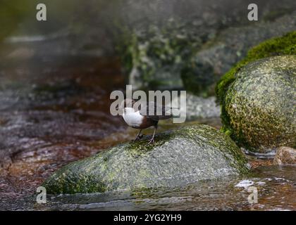 Dipper (Cinclus cinclus gularis), con mozzi nel becco, Kinharvie Burn, Dumfries, SW Scotland, aprile 2024 Foto Stock