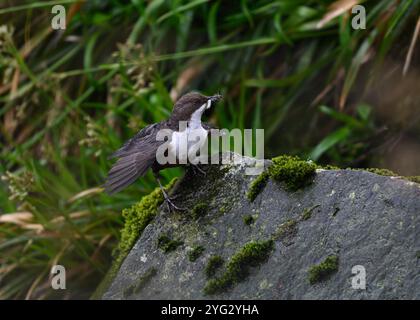 Dipper (Cinclus cinclus gularis), con mozzi nel becco, Kinharvie Burn, Dumfries, SW Scotland, aprile 2024 Foto Stock