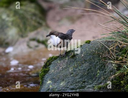 Dipper (Cinclus cinclus gularis), con mozzi nel becco, Kinharvie Burn, Dumfries, SW Scotland, aprile 2024 Foto Stock