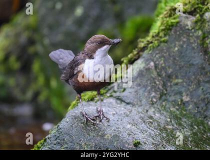 Dipper (Cinclus cinclus gularis), con mozzi nel becco, Kinharvie Burn, Dumfries, SW Scotland, aprile 2024 Foto Stock