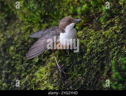 Dipper (Cinclus cinclus gularis), con mozzi nel becco, Kinharvie Burn, Dumfries, SW Scotland, aprile 2024 Foto Stock