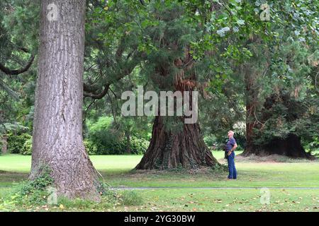Uomo che ammira alberi notevoli, tra cui una sequoia gigante, un sequoiadendron giganteum, nel giardino Massey o il Jardin Massey Tarbes Hautes-Pyrénées Francia Foto Stock