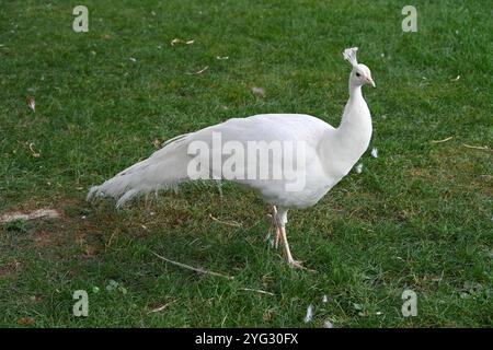 Ritratto di albino o pavone bianco, pavone comune, pavone indiano o pavone blu, Pavo cristatus, Foto Stock