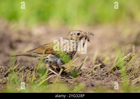 A Song Thrush alla ricerca di cibo sul terreno, giorno di sole in estate nel nord della Germania Lancken-Granitz Germania Foto Stock