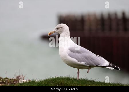 Gabbiano di aringa Larus argentatus, grande uccello costiero a una gamba, corpo bianco, piumaggio, dorso grigio blu e ali bianche, punte delle ali nere maculate, becco giallo Foto Stock