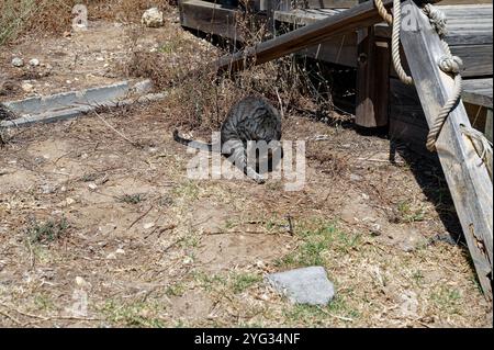 Un gatto da tabby che si cura sotto il caldo sole dell'algarve, accoccolato accanto a un ponte di legno in un ambiente rustico all'aperto Foto Stock