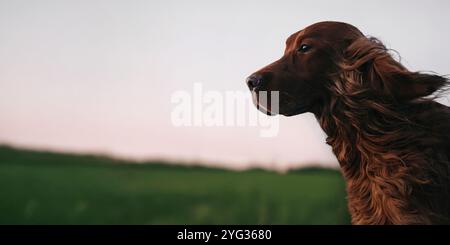 Primo piano di un cane irlandese Setter che guarda in lontananza con pellicce soffiate dal vento, adagiato su un tranquillo paesaggio all'aperto al tramonto. Copia spazio Foto Stock