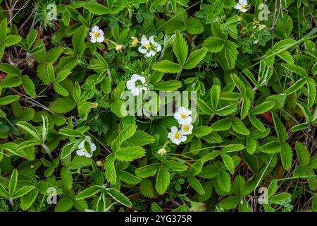 Rosaceae - Fragaria viridis Duch - primo piano di fragole. Foto Stock