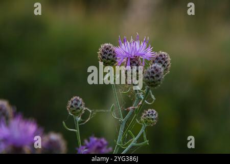 Centaurea scabiosa subsp. apiculata, Centaurea apiculata, Compositae. Pianta selvatica sparata in estate. Foto Stock