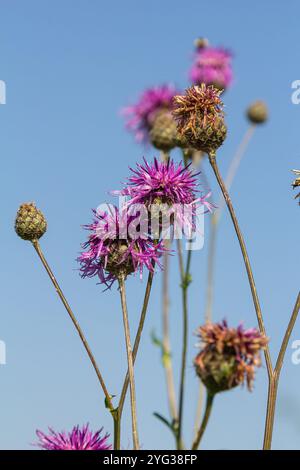 Centaurea scabiosa subsp. apiculata, Centaurea apiculata, Compositae. Pianta selvatica sparata in estate. Foto Stock