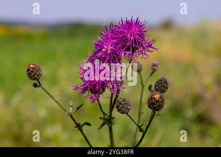 Centaurea scabiosa subsp. apiculata, Centaurea apiculata, Compositae. Pianta selvatica sparata in estate. Foto Stock