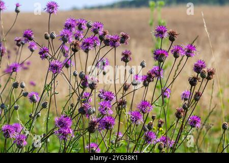 Centaurea scabiosa subsp. apiculata, Centaurea apiculata, Compositae. Pianta selvatica sparata in estate. Foto Stock