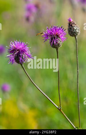 Centaurea scabiosa subsp. apiculata, Centaurea apiculata, Compositae. Pianta selvatica sparata in estate. Foto Stock