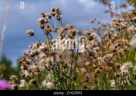 Centaurea scabiosa subsp. apiculata, Centaurea apiculata, Compositae. Pianta selvatica sparata in estate. Foto Stock