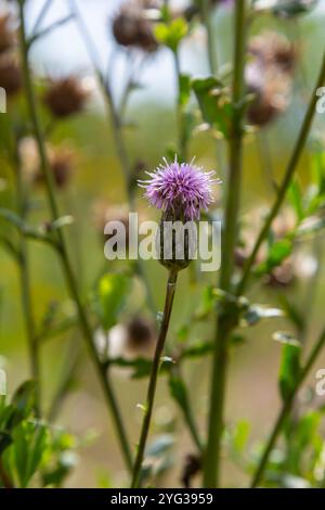 Centaurea scabiosa subsp. apiculata, Centaurea apiculata, Compositae. Pianta selvatica sparata in estate. Foto Stock