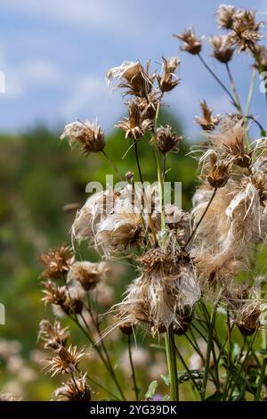 Centaurea scabiosa subsp. apiculata, Centaurea apiculata, Compositae. Pianta selvatica sparata in estate. Foto Stock