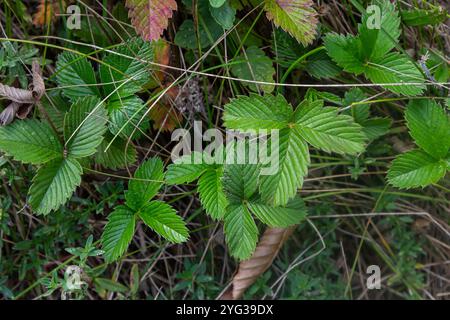 Rosaceae - Fragaria viridis Duch - primo piano di fragole. Foto Stock