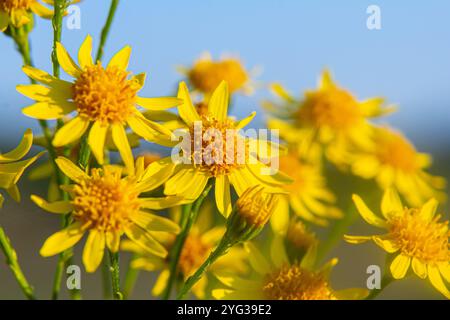 Pianta selvaggia Jacobaea vulgaris nel prato della foresta. Conosciuto come ragwort, Stinking Willie o tansy ragwart. Fiore giallo delicato su sfondo verde. Foto Stock