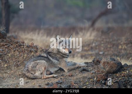 Il lupo grigio indiano (Canis lupus pallipes) è una sottospecie di lupo grigio. Wolf è una delle popolazioni di lupi grigi più minacciate al mondo. Foto Stock