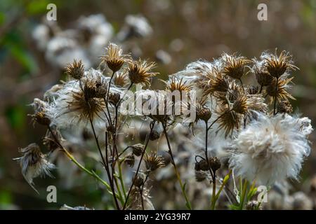 Centaurea scabiosa subsp. apiculata, Centaurea apiculata, Compositae. Pianta selvatica sparata in estate. Foto Stock