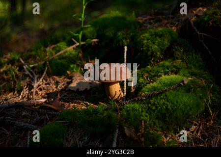 "Funghi forestali che crescono sul muschio con foglie autunnali." Foto Stock