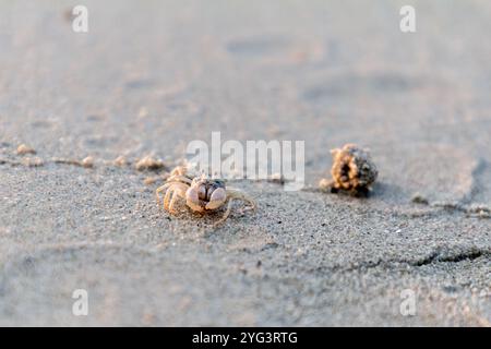 Un piccolo granchio che scorre attraverso la sabbia soffice, catturando l'essenza vivace della spiaggia. I dettagli minuscoli e intricati aggiungono fascino a questa foto della natura in primo piano Foto Stock