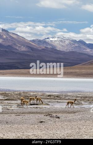 Laguna Blanca, riserva nazionale di fauna andina, Eduardo Avora, Altiplano, Bolivia, Sud America Foto Stock