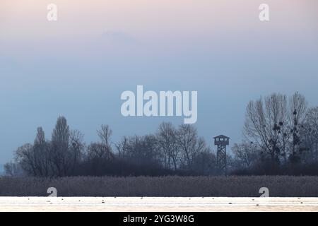 Torre di osservazione sul Mettnau e alberi nella nebbia mattutina sulla riva di un lago con canne, Markelfingerwinkel, Radolfzell, lago di Costanza, Bade Foto Stock