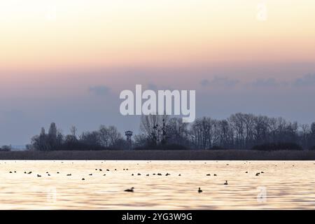 Paesaggio tranquillo con acqua, anatre e alberi al tramonto, colori rosa e blu, Markelfingerwinkel, Radolfzell, lago di Costanza, Baden-Wuerttemberg, G Foto Stock