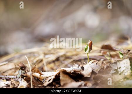 Piccole piantine di faggio che attraversano il fogliame all’inizio della primavera, Bodanruecken, Allensbach, lago di Costanza, Baden-Wuerttemberg, Germania, Europa Foto Stock
