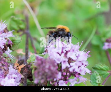 Bombus Humilis, UN'APE CARDER con BANDE MARRONI, in fiore in giardino Foto Stock