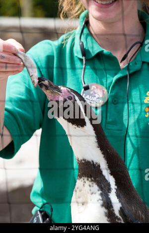 Cornovaglia, Regno Unito – 19 giugno 2024: Un guardiano dello zoo che dà da mangiare a un pinguino cieco durante l'esposizione di cibo a Paradise Park, Hayle Foto Stock