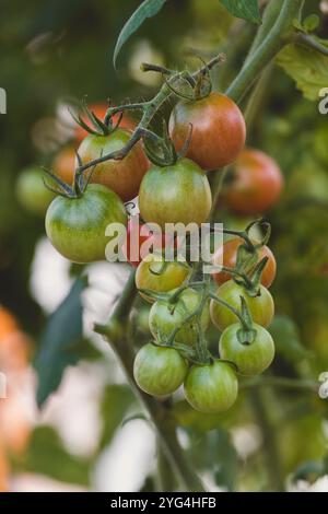 Verdure biologiche a effetto serra i pomodori ciliegini verdi e rossi crescono su una vite Foto Stock