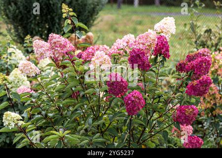 Ortensie paniculata in crescita nel giardino. Una combinazione di varietà di rosa scuro, rosso e rosa pallido. Colorazione autunnale dei fiori. Foto di alta qualità Foto Stock
