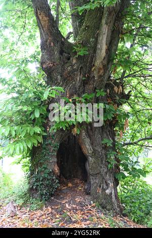 Tronco cavo di castagno dolce antico o antico o castagno spagnolo, Castanea sativa Foto Stock